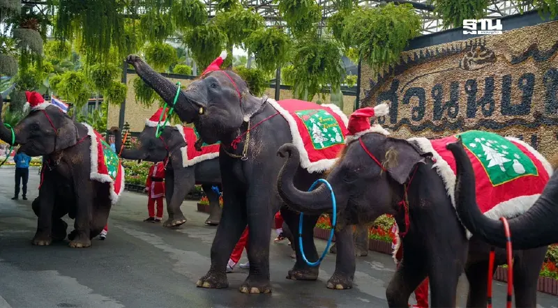 "เที่ยวสวนนงนุช" คริสต์มาส-ปีใหม่ คนเกิดมกรา-สูงอายุ-เด็กเข้าฟรี