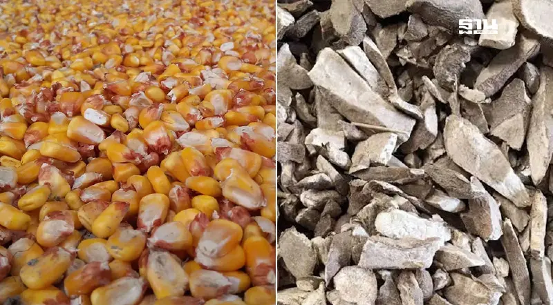 "อาหารสัตว์" ขานรับรัฐบาลนำเข้าข้าวโพดตาม“อาฟต้า”พร้อมช่วยซื้อมันเส้น