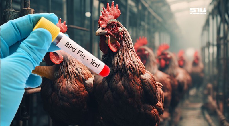 .ไทยเฝ้าระวังเข้ม ไข้หวัดนก ระบาด หลังพบผู้ป่วย 3 ประเทศเพื่อนบ้าน.