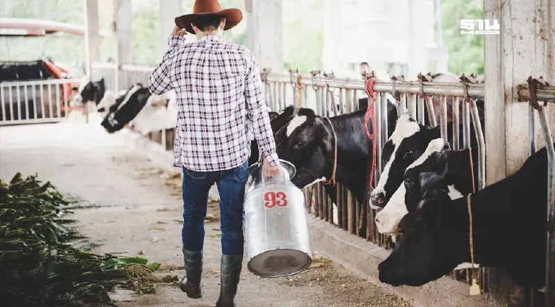 เสรีโคนม “ไทย-ออสซี่-กีวี” ปี 68 ป่วน  90 ราย ขอนำเข้านมผง-เกษตรกรผวาเลิกอาชีพ