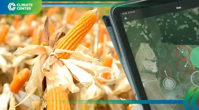 ซีพี ยกระดับตรวจสอบย้อนกลับ ข้าวโพดเลี้ยงสัตว์ในเมียนมา นำร่องรัฐฉานใต้