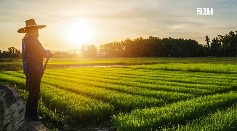 ลุ้น “คลัง” ชงครม. แจกไร่ละ 1,000 ได้ใช้เงินทันสิ้นปี 67