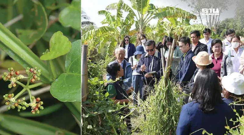 ผลวิจัยชัด"เพชรสังฆาต"สมุนไพรไทยความหวังรักษาโรคกระดูกพรุน