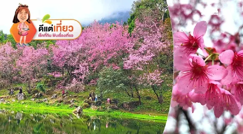 เปิดพิกัดเที่ยวทุ่งดอกไม้ บานฉํ่า รับลมหนาวปี 2568 ม.ค.-ก.พ.นี้