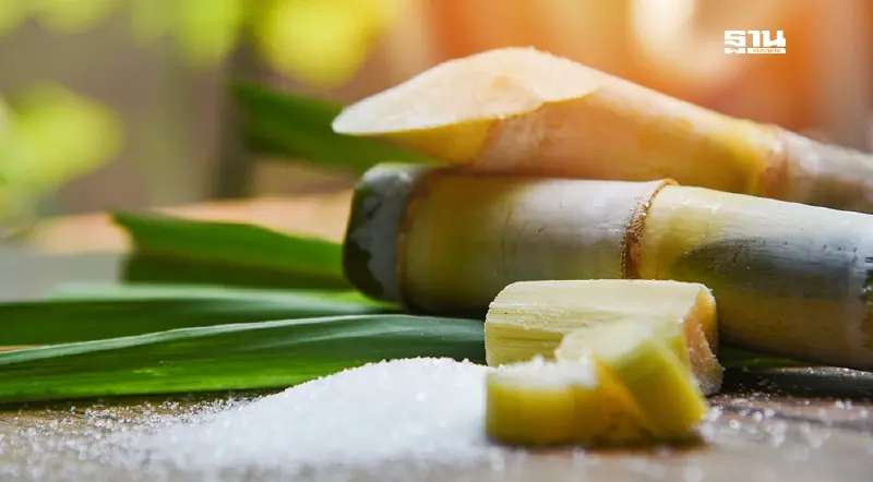 ครม.เห็นชอบราคาอ้อยขั้นต้น ปี 67/68 ความหวาน 10 ซี.ซี.เอส.ที่ 1,160 บาทต่อตัน