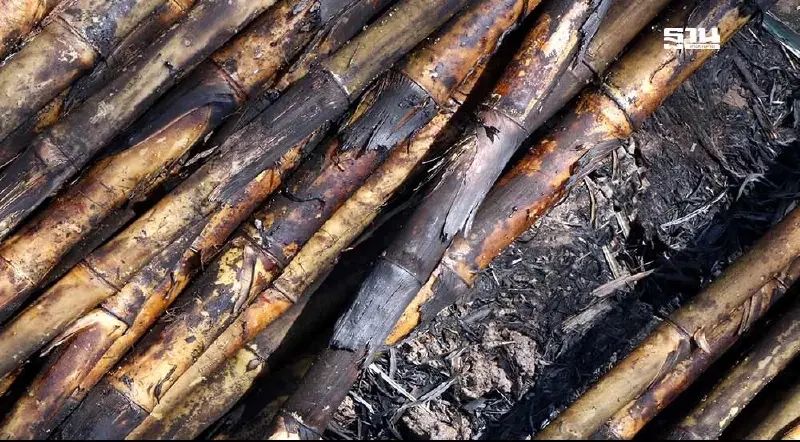 โรงงานน้ำตาลรับอ้อยเผาต่ำสุดในประวัติศาสตร์ ลดใกล้แตะ 10% ลดฝุ่น PM2.5