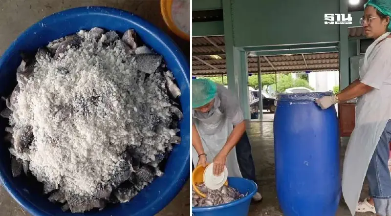 “ปลาหมอคางดำ” ไม่พอขาย ประมงนนท์รับซื้ออีก 6 ตัน ป้อนทำปลาร้า-น้ำหมักชีวภาพ