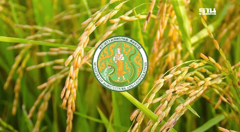 กระทรวงเกษตรฯ ลุยตั้ง "ศูนย์ข้าวชุมชน" อีก 5 พันแห่ง พร้อมโครงการ "ชาวนาอาสา"