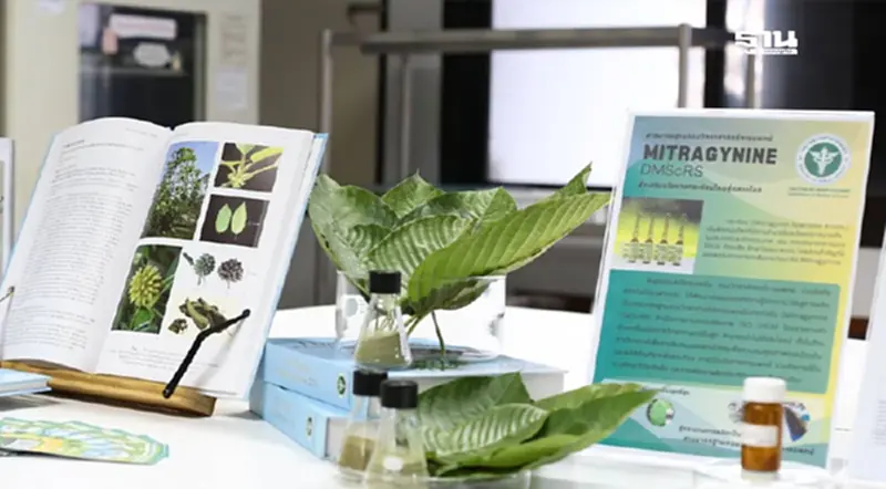 กรมวิทย์ จับมือ เอกชน ยกระดับมาตรฐาน "กระท่อม" ไทยสู่ตลาดโลก กรมวิทย์ จับมือ เอกชน ยกระดับมาตรฐาน "กระท่อม" ไทยสู่ตลาดโลก