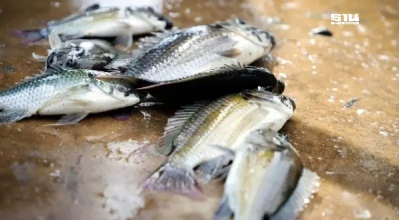 เครือข่ายประชาชนยื่นหนังสือรัฐ-บริษัทเอกชน เร่งเคลียร์ปัญหา ปลาหมอคางดำ เครือข่ายประชาชนยื่นหนังสือรัฐ-บริษัทเอกชน เร่งเคลียร์ปัญหา ปลาหมอคางดำ