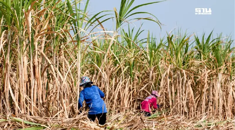 ข่าวดี "จ่ายเงินช่วยชาวไร่" ตันละ 20-40 บาท โรงงานน้ำตาล ใจป้ำ แลกตัดอ้อยสด