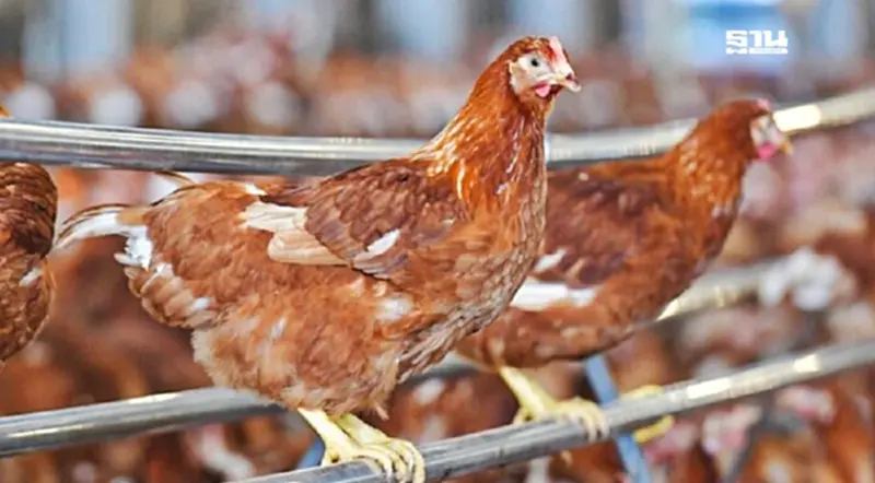 พลิกวิกฤต“หวัดนก”ระบาด โอกาสไทย ผลิตพ่อแม่พันธุ์ไก่เอง เพิ่มมั่นคงอาหาร พลิกวิกฤต“หวัดนก”ระบาด โอกาสไทย ผลิตพ่อแม่พันธุ์ไก่เอง เพิ่มมั่นคงอาหาร