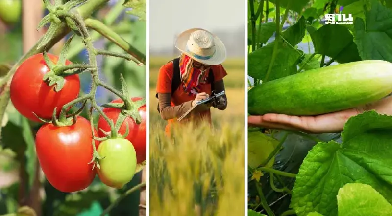 ซินเจนทา ส่งชีวภาพลดความเครียดพืช-เร่งการเติบโต ดันเกษตรยั่งยืน
