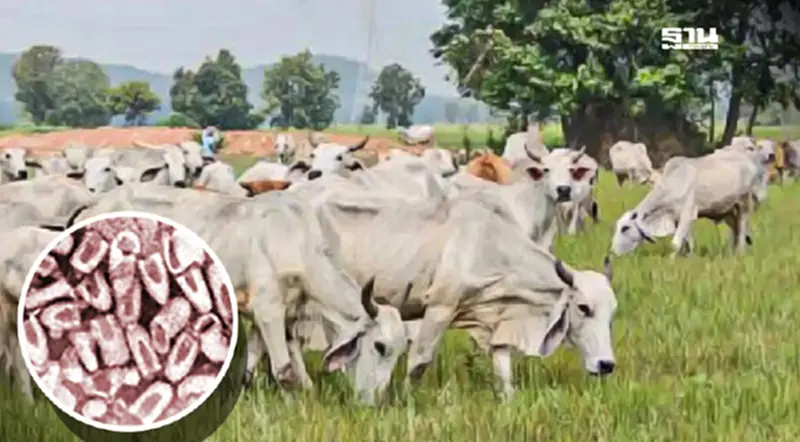 รัฐบาล ยันไม่พบแพร่ระบาดโรคพิษสุนัขบ้าจากโคสู่โคร่วมฝูง รัฐบาล ยันไม่พบแพร่ระบาดโรคพิษสุนัขบ้าจากโคสู่โคร่วมฝูง