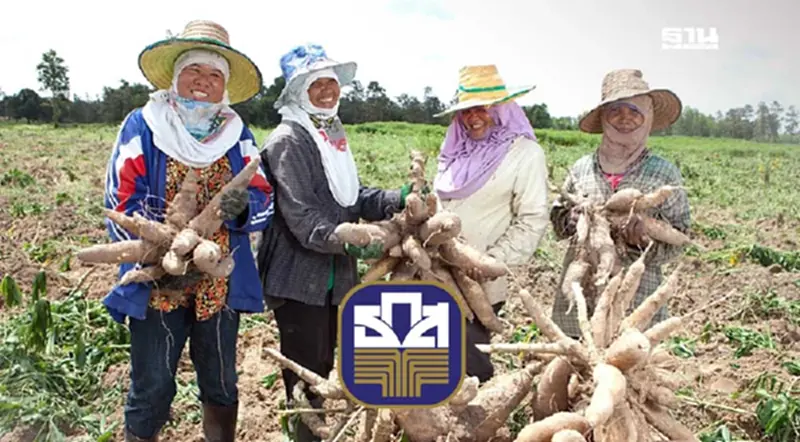 ธ.ก.ส. ให้กู้ 5 หมื่น ดอกเบี้ย 1% ช่วยชาวไร่มันสำปะหลัง ธ.ก.ส. ให้กู้ 5 หมื่น ดอกเบี้ย 1% ช่วยชาวไร่มันสำปะหลัง