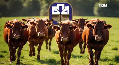 โครงการ “โคแสนล้าน” ล่าสุด ธ.ก.ส. ปล่อยสินเชื่อ เช็กเงื่อนไข