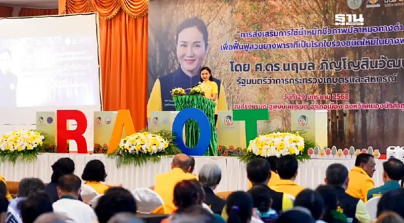 เริ่มแล้ว !! กยท. ทุ่มงบ 12 ล้าน รับซื้อปลาหมอคางดำ เฟส 2 เริ่มแล้ว !! กยท. ทุ่มงบ 12 ล้าน รับซื้อปลาหมอคางดำ เฟส 2