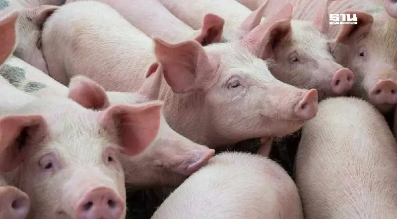 โรค ASF ยังอันตราย กรมปศุสัตว์ต้องเคร่งกฎ-คุมเข้มมาตรฐานฟาร์มต่อเนื่อง