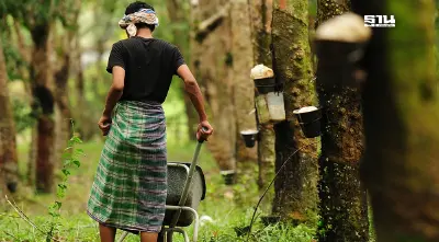 สมัครด่วน ต้นยางไม่เกิน 18 ปี ขายคาร์บอนเดรดิต ได้ไร่ละ 2,750 บาท