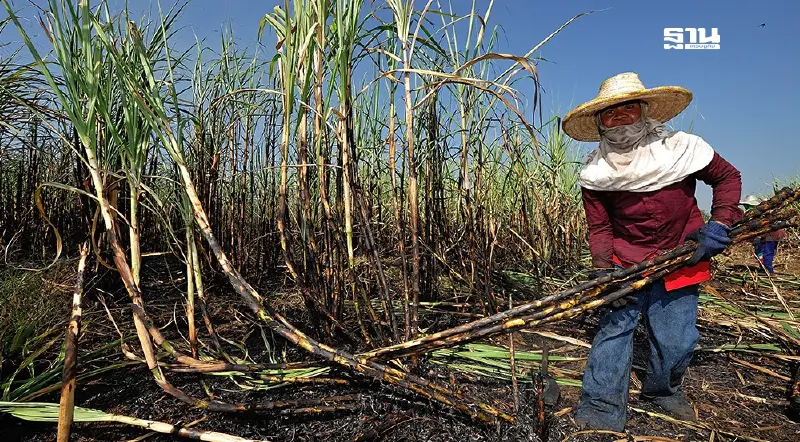 ครม.ประกาศ “ราคาอ้อยขั้นสุดท้าย” 1,404.17 บาท/ตัน