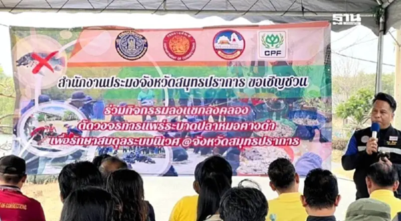 ประมงสมุทรปราการยันปล่อยปลานักล่าเห็นผล“ปลาหมอคางดำ”ลดลง ประมงสมุทรปราการยันปล่อยปลานักล่าเห็นผล“ปลาหมอคางดำ”ลดลง