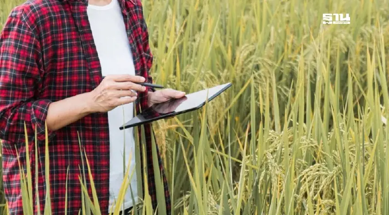 ขึ้นทะเบียนเกษตรกร ปลูกข้าวนาปรัง สิ้นสุด 30 เม.ย.2568 เช็คช่องทางด่วน