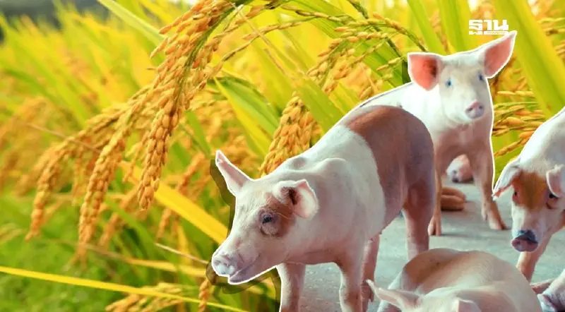ราคาข้าวเปลือกรูดอีก 100 บาทต่อตัน หมูหน้าฟาร์มปรับเพิ่ม 2 บาททั่วประเทศ