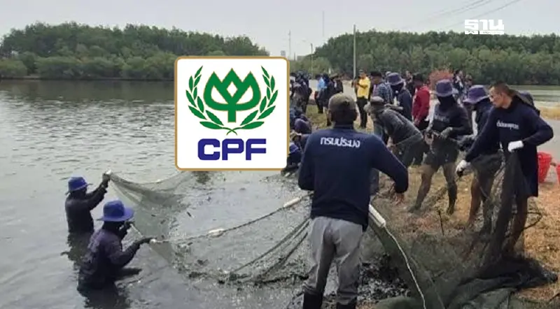 ซีพีเอฟย้ำไม่ได้เป็นต้นเหตุปลาหมอคางดำ เคารพกระบวนการยุติธรรม