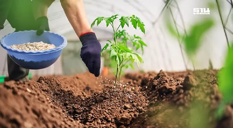 เตือนภัย เกษตรกร "ปุ๋ยปลอม" ระบาด ย้อมแมวกระสอบ 20 แบรนด์ส่งขาย