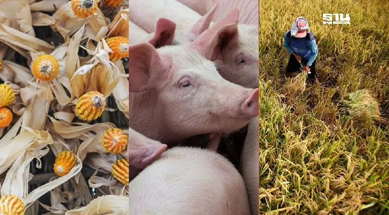 ทิศทางสินค้าเกษตร 3-7 มีนาฯ ข้าว-ข้าวโพด-หมู-ไก่-ไข่ไก่ ราคาทรงตัวยกแผง