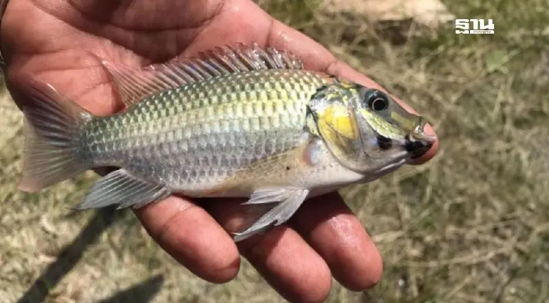 ศาลรับฟ้องคดี “ปลาหมอคางดำ”แบบกลุ่ม ซีพีเอฟเตรียมยื่นอุทธรณ์
