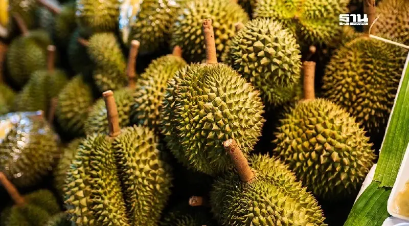 บริษัทเอกชน ยืนยัน "กล่องทุเรียน" ปลอดสาร BY2 ทุกขั้นตอนผลิต