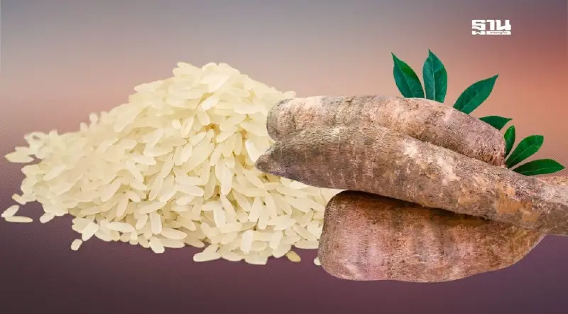 เช็คสินค้าเกษตร ข้าวหอมมะลิ- มันสำปะหลัง วันนี้ราคาเท่าไหร่