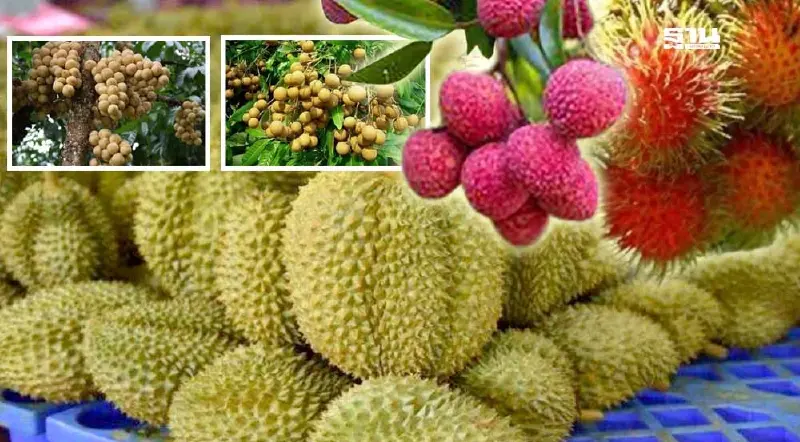 พยากรณ์ผลไม้ปี 68 "ทุเรียน เงาะ มังคุด ลองกอง ลิ้นจี่ ลำไย" 1.6 ล้านตัน