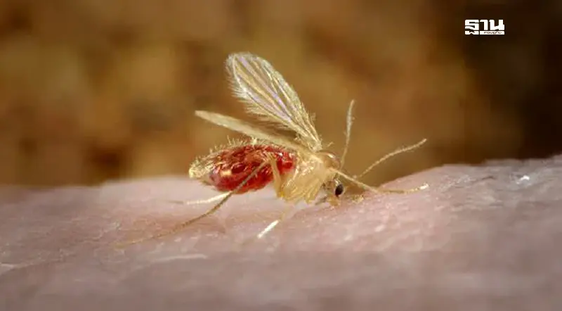 รู้จัก โรคลิชมาเนีย อันตรายจากแมลงรื้อฝอยทราย อาการ-วิธีป้องกัน