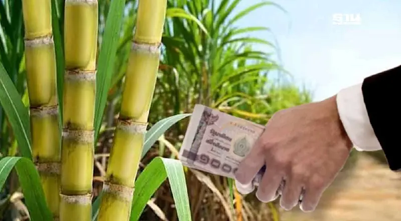 "เงินคืนค่าอ้อยสด" โรงงานน้ำตาล  ทยอยโอนเข้าบัญชี ต่อเนื่อง