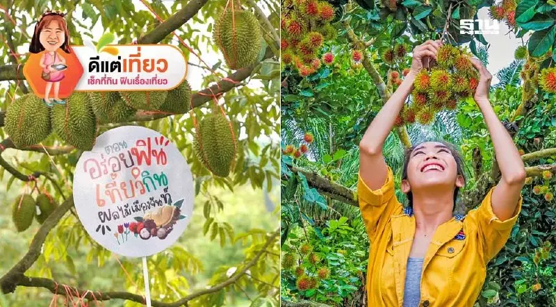 เปิดฤดูกาลสวนผลไม้จันทบุรี มัดรวมพิกัดอร่อยฟิน เที่ยวกินผลไม้เมืองจันท์