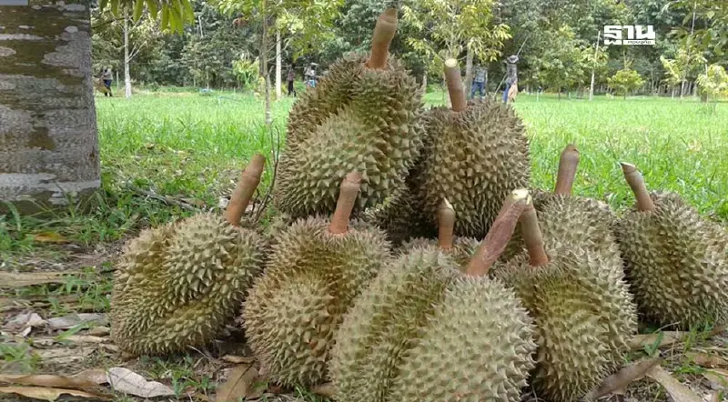 "ทุเรียนนอกฤดู" อาวุธลับเศรษฐกิจของนครศรีธรรมราช สู่ตลาดโลก "ทุเรียนนอกฤดู" อาวุธลับเศรษฐกิจของนครศรีธรรมราช สู่ตลาดโลก