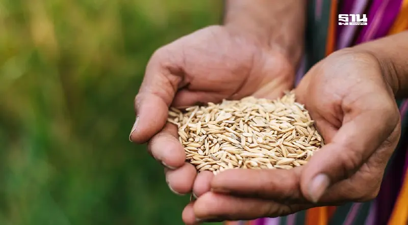 เปิดขั้นตอนการรับ "เมล็ดพันธุ์ข้าว" พระราชทาน ลงทะเบียนตั้งแต่วันไหน