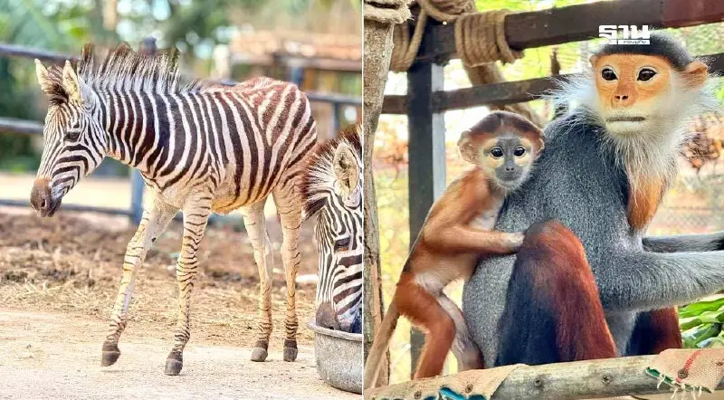 ส่องตัวตึงล่าสุดสวนสัตว์เปิดเขาเขียวไม่ได้มีดีแต่น้องหมูเด้ง