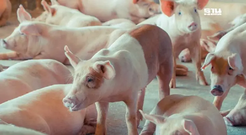 เกษตรกรบุกทำเนียบฯ 8 เม.ย.ค้านนำเข้าหมูสหรัฐ ผวาอาชีพล่มสลาย เกษตรกรบุกทำเนียบฯ 8 เม.ย.ค้านนำเข้าหมูสหรัฐ ผวาอาชีพล่มสลาย