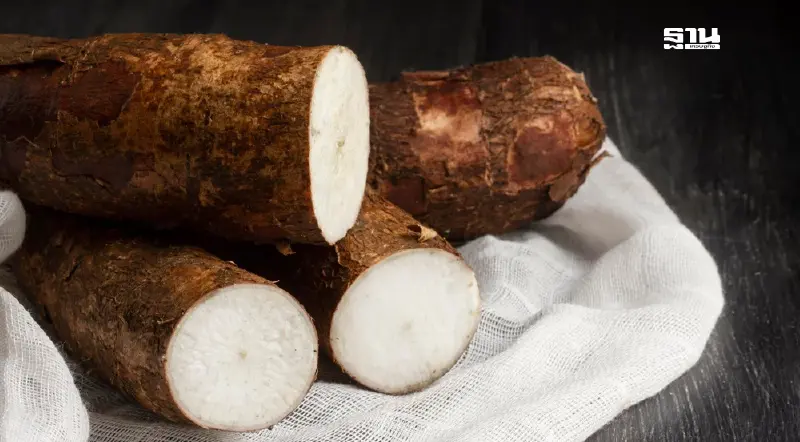 ชาวไร่เบรก “บอร์ดมันสำปะหลัง” นำเข้าเอทานอลบราซิล ผวาอุตฯ ล่มสลาย