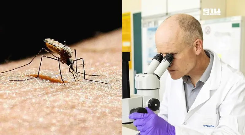 “ซินเจนทา” เปิดตัวนวัตกรรมรับมือมาลาเรีย ลดการแพร่กระจายของโรค
