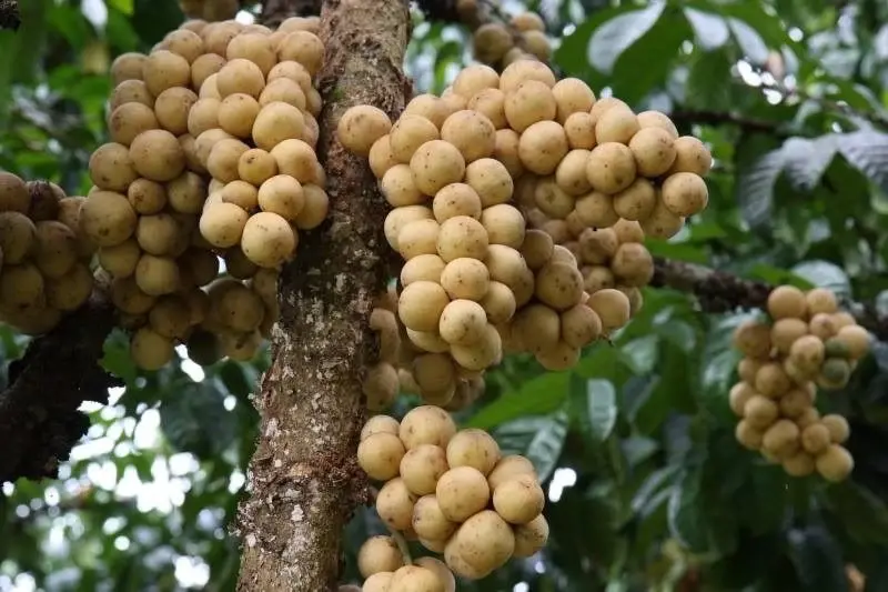 "ทุเรียน-มังคุด-เงาะ-ลองกอง" ทะลักออกสู่ตลาด พ.ค.นี้!