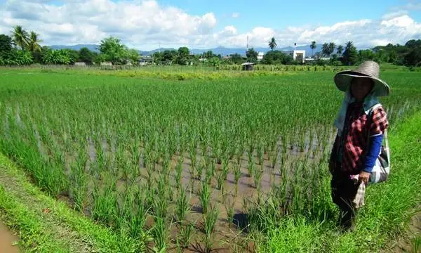 "เกษตรกรไทย" ถือครองที่ดินเฉลี่ย 24.97 ไร่ สศก. เผยข้อมูลล่าสุด