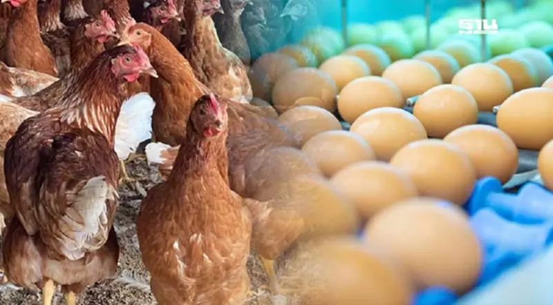 แกะรอย 3 บริษัทใหม่ โผล่ขอนำเข้าพ่อแม่พันธุ์ไก่ไข่ ปี 2568 แกะรอย 3 บริษัทใหม่ โผล่ขอนำเข้าพ่อแม่พันธุ์ไก่ไข่ ปี 2568