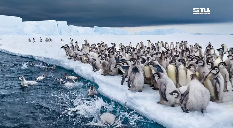ทรัมป์หั่นงบแอนตาร์กติกา ลดบทบาทสหรัฐ เปิดทางจีนรุกคืบ