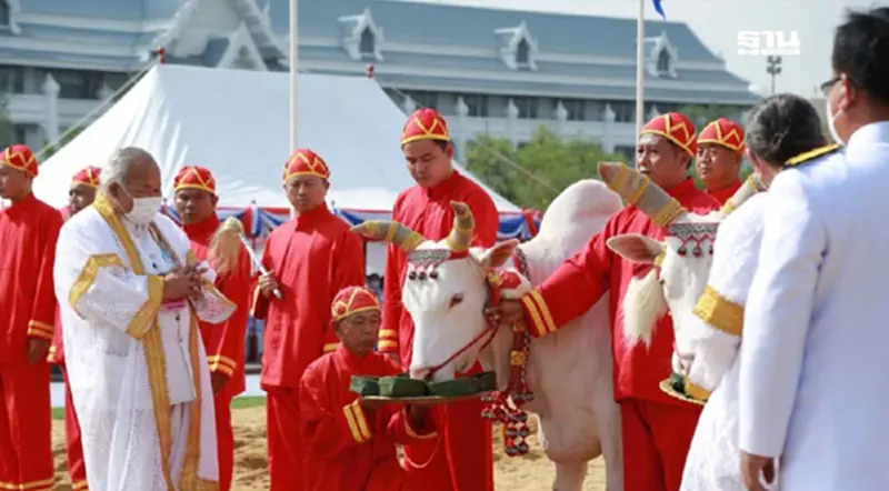 ย้อนหลัง 10 ปี “วันพืชมงคล” จรดพระนังคัลแรกนาขวัญ พระโคกินอะไร ย้อนหลัง 10 ปี “วันพืชมงคล” จรดพระนังคัลแรกนาขวัญ พระโคกินอะไร
