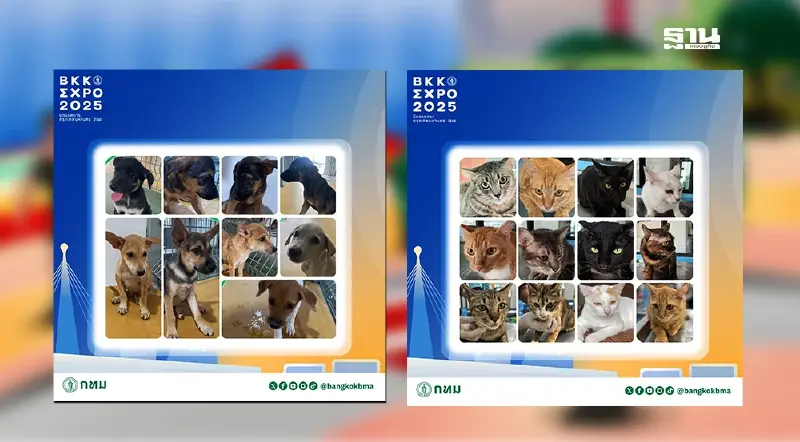 เช็กที่นี่ กทม. เปิด “คาเฟ่หมา-แมว” ในงาน "BKK EXPO 2025"