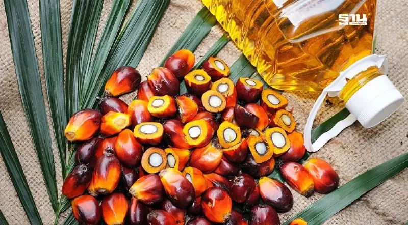 พลังงาน-กระทรวงอุตฯแก้ปัญหาราคาน้ำมันปาล์มตกต่ำช่วยเกษตรกร